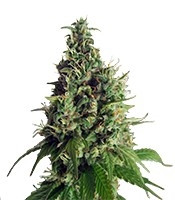 Orange Hill Special (Dutch Passion)