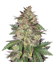 Sunset Sherbet (Pyramid Seeds)