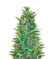 Blueberry Bliss Auto (Vision Seeds)