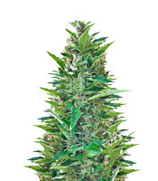 Blueberry Bliss Auto (Vision Seeds)