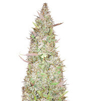Ruderalis Skunk regular (Sensi Seeds)