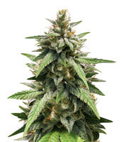 GG#4 Original Glue (Blimburn Seeds)