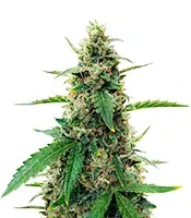 Amphetamine Auto (Cream of the Crop Seeds)