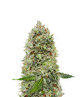 Kalashnikova (Green House Seeds)