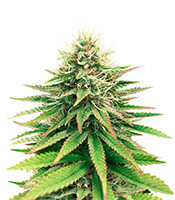 Tatanka Pure CBD (Royal Queen Seeds)