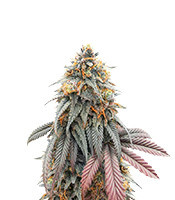 Blue Zushi (Original Sensible Seeds)