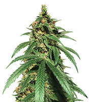 Dr. Bruce Banner CBD (Original Sensible Seeds)