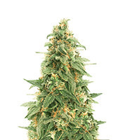 Zombie Death Fuck (Blimburn Seeds)