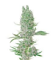 Amnesia XXL Autoflowering (Dinafem Seeds)