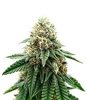 Widow 2004 regular (De Sjamaan Seeds)