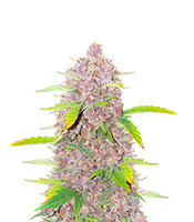 Runtz (Barney's Farm)