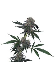 Jack Flash regular (Sensi Seeds)