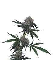 Jack Flash regular (Sensi Seeds)