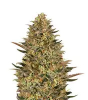 Wedding Flowers (Dr Krippling Seeds)
