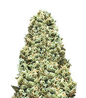 Monster Girl Scout Cookies (Monster Genetics)