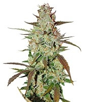 Blue Auto Mazar (Dutch Passion)