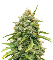 Amnesia Autoflower (Seedstockers)