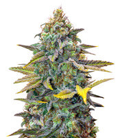 Cinderella 99 Regular (Brothers Grimm Seeds)