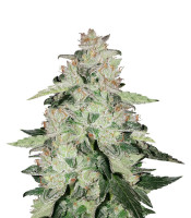 Do Si Dos (Seedstockers)