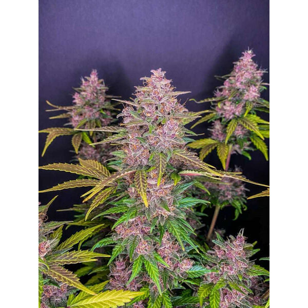 LSD Autoflower (20% THC) ??