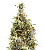 Panama regular (Ace Seeds)