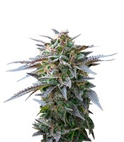 Blue Mystic (Royal Queen Seeds)