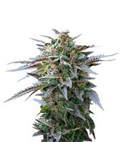 Blue Mystic (Royal Queen Seeds)