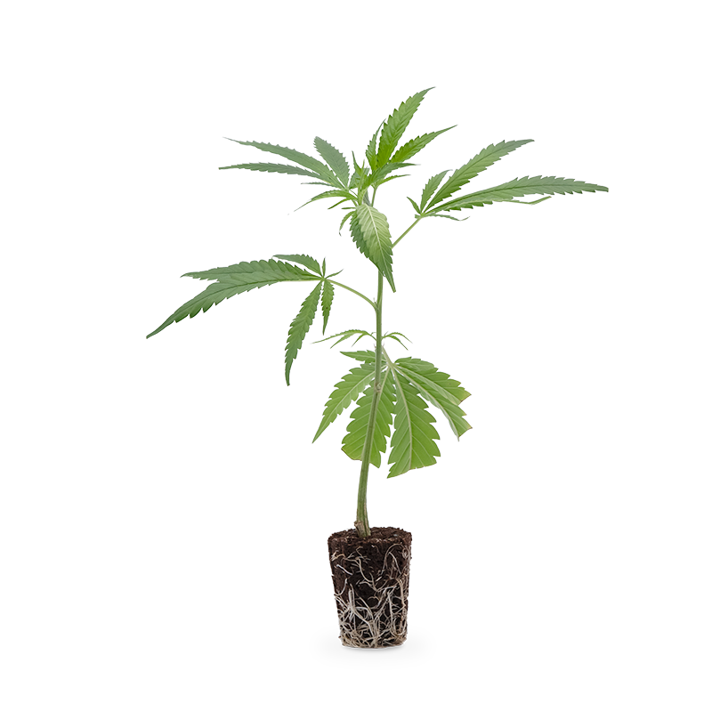 Colorado Nightshifter