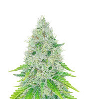 The Church (Green House Seeds)