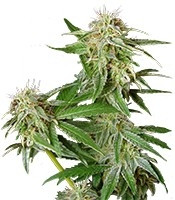 Ladyburn 1974 (Green House Seeds)