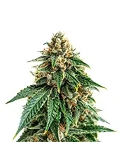 Glueberry (Expert Seeds)