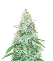 3 Bears OG Auto (Mephisto Genetics)