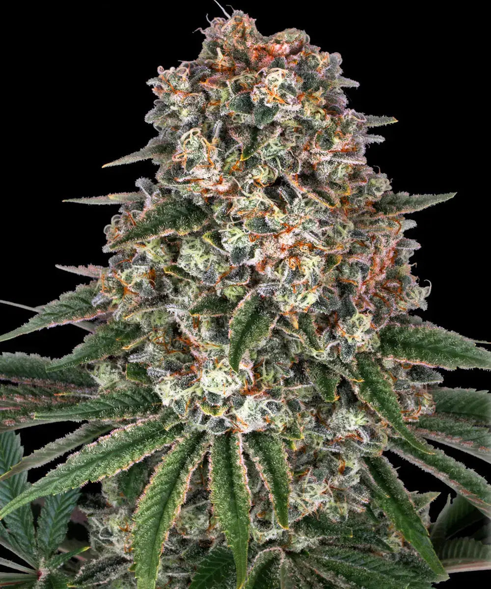 Barneys Farm Tropicanna Banana - 3 Stück