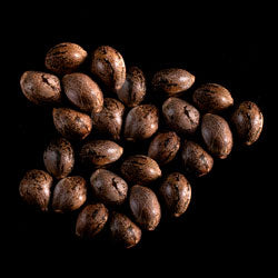 Pineapple Dream - 25 Seed