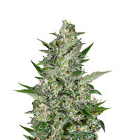 Super Critical Auto (Green House Seeds)