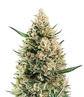 Sir Jack Auto (Exotic Seeds)