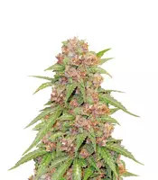 Godzilla Cookies Auto (Herbies Seeds)