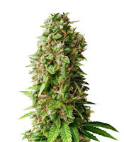 Princess Haze Regular (Brothers Grimm Seeds)