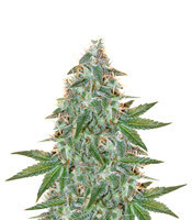 Jean Guy (House of the Great Gardener)