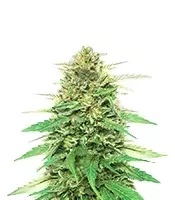 Pineapple Muffin Autoflower (Humboldt Seed Company)