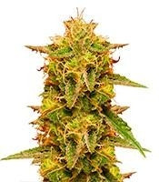 Royal Domina (Royal Queen Seeds)