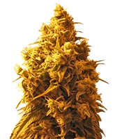 Cannatonic (Resin Seeds)