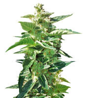 BCN Power Plant Autoflower (Seedstockers)