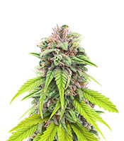 Bruce Banner # (AlphaFem Seeds)