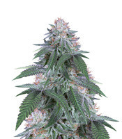 Velvet Octane (Humboldt Seeds Organization)