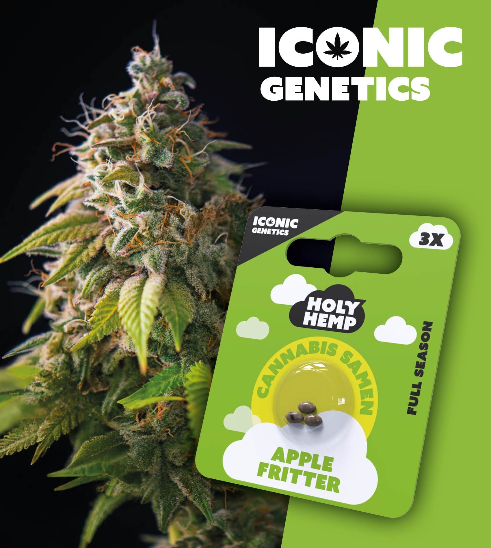 Apple Fritter - Iconic Seeds