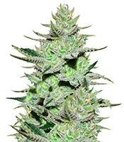 Unknown Kush (Delicious Seeds)