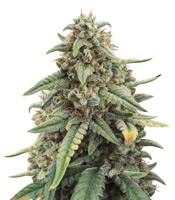 4 Assed Monkey (Mephisto Genetics)