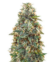 Amnesia (Advanced Seeds)