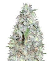 Kali's White Shadow (Kalis Fruitful Cannabis (KFC) Seeds)